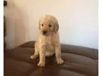 William1 Goldendoodle Puppies For Sale