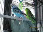 Adopt Francis and Clare a Green Parakeet - Other bird in East Ha