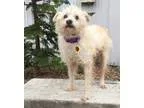 Adopt Colonel a Poodle Jack Russell Terrier