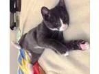 Adopt Boots a Domestic Short Hair-black and white