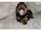 AKC German Rottweiler puppy