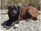 Adopt Harley a Chow Chow Labrador Retriever