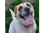 Adopt Bailey a White - with Tan Yellow or Fawn Collie  Great Pyr