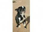 Reliable Responsible Pet Sitter you need