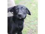 Adopt Marri Foster Needed a Labrador Retriever Retriever