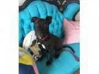 Adopt Delilah--I m an Adoption Center Dog a Pit Bull Terrier