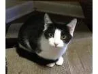 Adopt Tasha a Black and White or Tuxedo Domestic Shorthair  Mixe