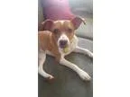 Adopt Annie a BrownChocolate - with White Jack Russell Terrier  