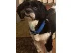 Adopt Timmy a Havanese