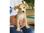 Adopt Georgina a TanYellowFawn - with White Australian Cattle Do