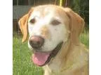 Adopt Elton a TanYellowFawn Labrador Retriever  Mixed dog in Cha