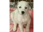 Adopt Freckles a White - with Black Jack Russell Terrier  Terrie