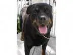 Adopt Kaki a Rottweiler