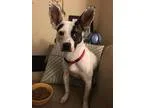 Adopt Lavern a Terrier
