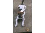 Adopt Mylo a Fox Terrier Jack Russell Terrier