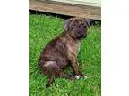 Adopt Timmy a White Pit Bull Terrier  Mixed dog in Franklinville
