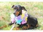 Adopt Baby Boy a Miniature Pinscher