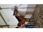 Adopt Marc a Arabian