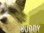 Adopt Buddy a Terrier (Unknown Type Small)  Mixed dog in Fort Wo