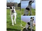 Adopt Perdita a White - with Black Labrador Retriever  Great Pyr