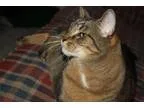 Adopt Sully a Tabby - Brown