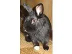 Adopt Adago-SPECIAL NEEDS a Black Lionhead  Mixed (medium coat) 