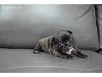 Akc Princess