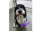 Adopt Miss Moppet a Black - with White Schnauzer (Miniature)  Co