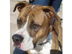 Adopt Bailey a Boxer Pit Bull Terrier