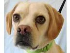 Adopt Stan a Pug Beagle