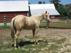 Heyer Quarter Horses