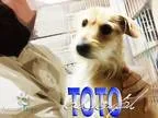 Adopt Toto a Terrier (Unknown Type Small)  Mixed dog in Fort Wor