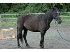 Adopt Lucy a Mustang