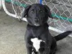 Adopt Ukie a Shetland Sheepdog Sheltie Black Labrador Retriever