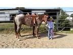 Trail deluxe red roan mare