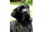 Adopt Guinness a Neapolitan Mastiff