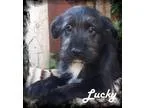 Adopt Lucky a GrayBlueSilverSal t and Pepper Labrador Retriever 