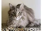 Adopt Claire a Maine Coon