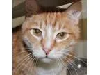 Adopt Socrates a Domestic Shorthair  Mixed cat in Duluth MN (154