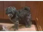 Adopt Charity a Terrier Affenpinscher