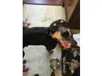 Adopt Harley a Doberman Pinscher Hound