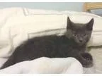 Adopt Slate a Domestic Short Hair
