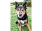 Adopt Reiner a Tricolor (TanBrown and Black and White) Husky  Ge