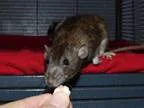 Adopt Curtis and Roy a Rat