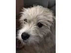 Adopt Scruffy a TanYellowFawn Terrier (Unknown Type Small)  Mixe