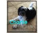 Adopt Charlie a Black - with White Lhasa Apso  Poodle (Miniature