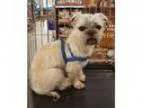 Adopt Max ADOPTED a Lhasa Apso Pug