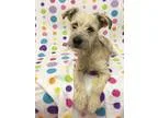 Adopt Alfalfa a TanYellowFawn - with Black Schnauzer (Miniature)