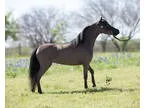 AMHA Show Miniature Mare