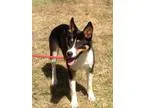 Adopt DINO a Tricolor (TanBrown and Black and White) Border Coll